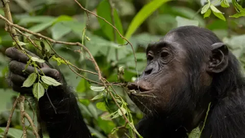 Apes Ingesting an Amount Equal of One Lager Each Day from Fermented Fruit, Research Finds