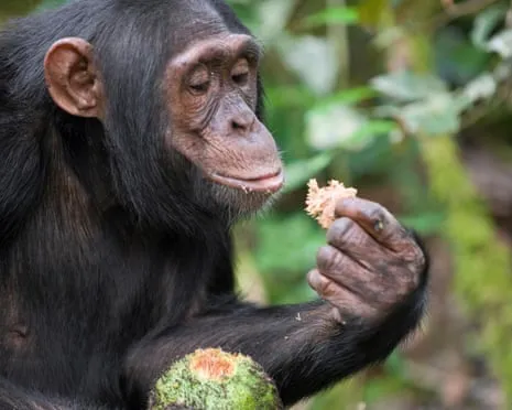 Apes Drink Daily Alcohol Equivalent to a Lager from Ripe Fruit